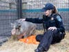 Animal Services Officer Frankie Ayers keeps Hamrietta company.