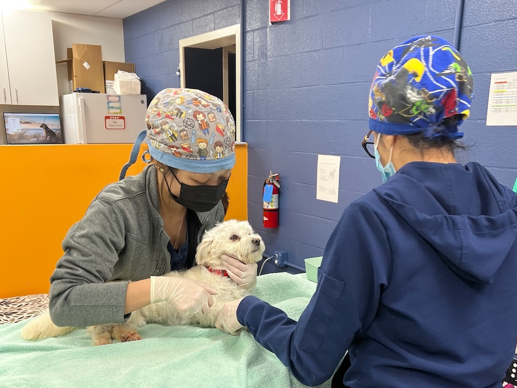 The new surgery center will be able to accommodate up to 140 spay and neutering sessions a week.