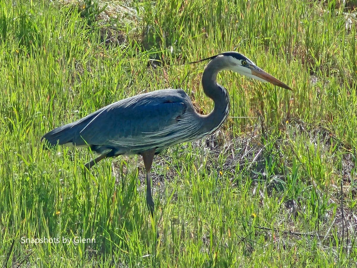 Glenn Stewart snapped this gorgeous photo of a heron walking through the grass between storms. 