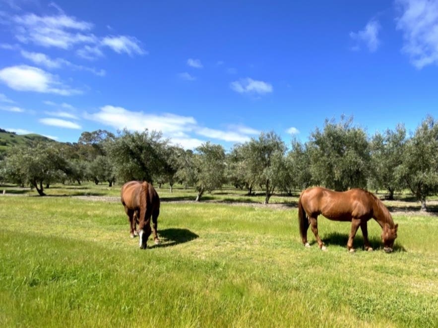 Horses graze at Sycamore Grove Park.
