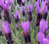 Honey bees enjoy lavender blooms in Livermore.