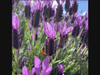 Honey bees enjoy lavender blooms in Livermore.
