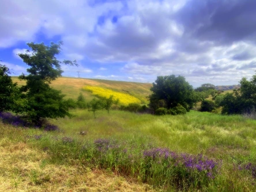 Wildflowers at Sycamore Grove Park.