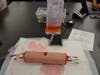 Students Seoyun Kim and Natalie Budiman have founded an initiative called “Stop The Bleed: School Shooting Emergency Preparedness” that has hosted two sessions attended by a total of 72 students. 