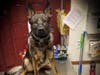 Drake the K9 helped find an unregistered handgun and two pounds of marijuana and cocaine. 