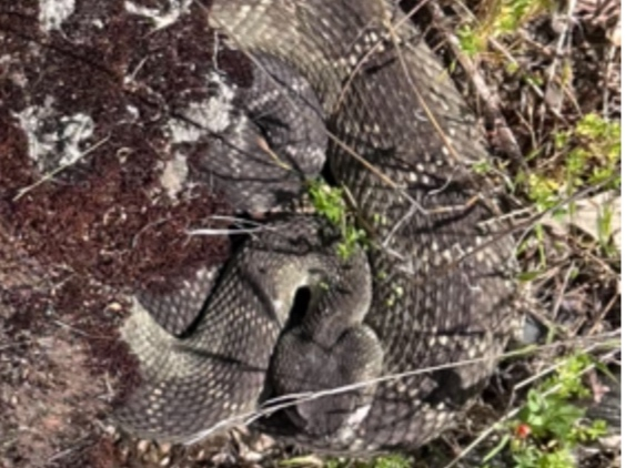 Miller said he saw the snake sunning itself under a concrete barrier.