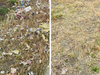 An area of the park before and after the cleanup.