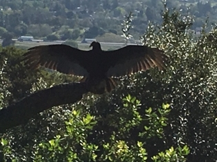 A vulture spotted at Augustin Bernal Park.
