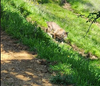 Janice Carmo saw a bobcat along the Thermalito Trail. 