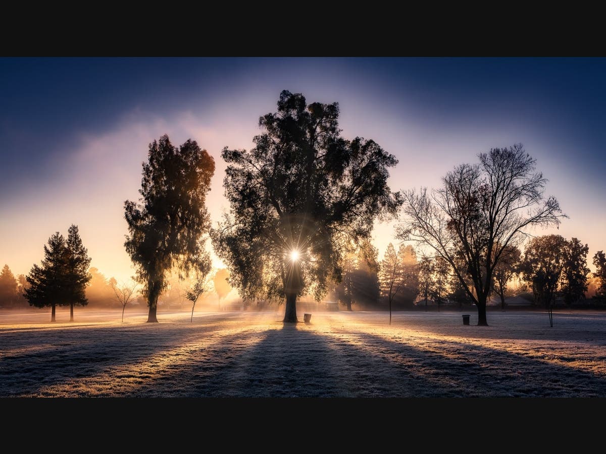 Trees at Ken Mercer Sports Park. The Urban Forest Management Plan will guide decisions related to the planting, removal and management of the city’s trees for the next 25 years. 
