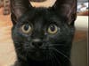 Contact Valley Humane Society if you're interested in meeting or adopting Binxy.