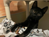 Contact Valley Humane Society if you're interested in meeting or adopting Binxy.