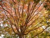 Sanjay Vazirani shared these dazzling autumnal photos of local foliage.