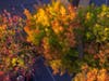 Sanjay Vazirani shared these dazzling autumnal photos of local foliage.