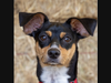 "“Resilient and determined, Frank Hardy has learned to navigate life as a young tripod with a bright, playful spirit."