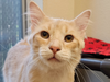 "Hercule Poirot is a master of finesse, boasting great attention to detail and impeccably groomed whiskers!"