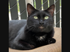“A refined lady cat, Miss Marple exudes elegance with her graceful demeanor and watchful eyes. 