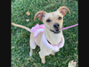 “Young and adventurous, Nancy Drew is a charming, small dog with a heart full of curiosity and intelligence.