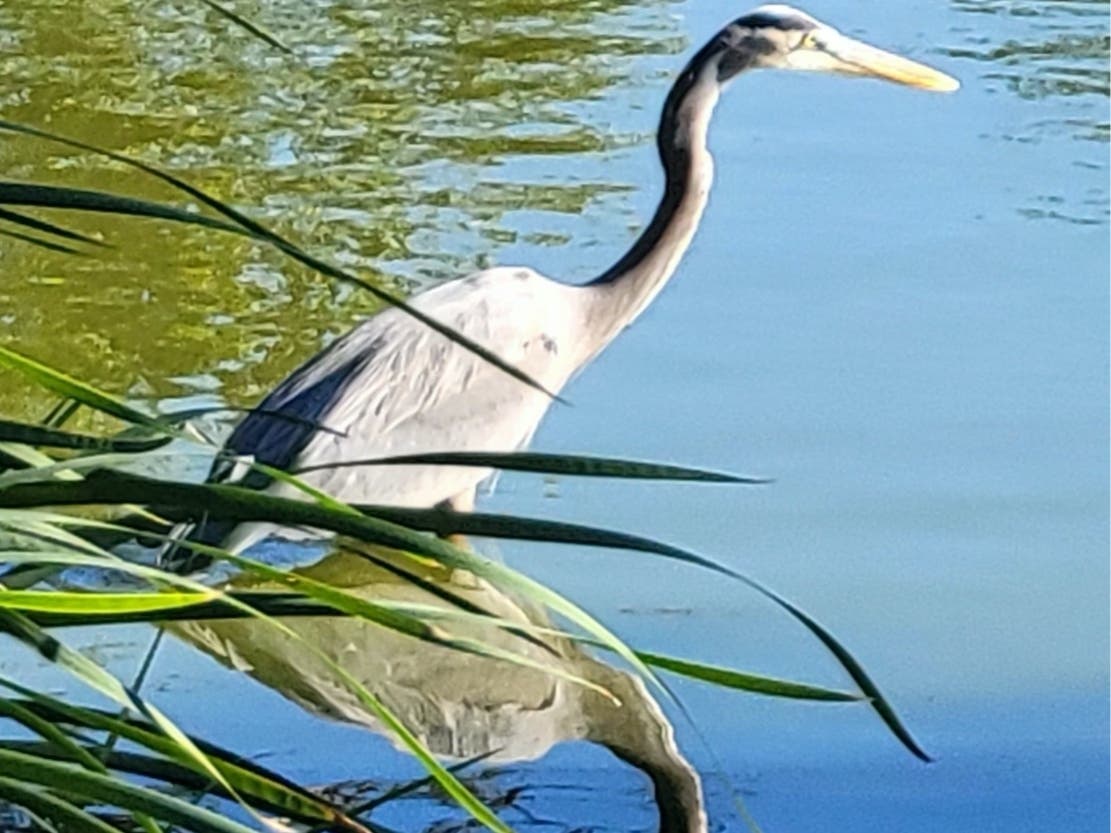 The Great blue heron (not to be confused with the Little blue heron) is found in wetlands all over most of North and Central America, and occasionally in South America, the Caribbean, and coastal Spain.