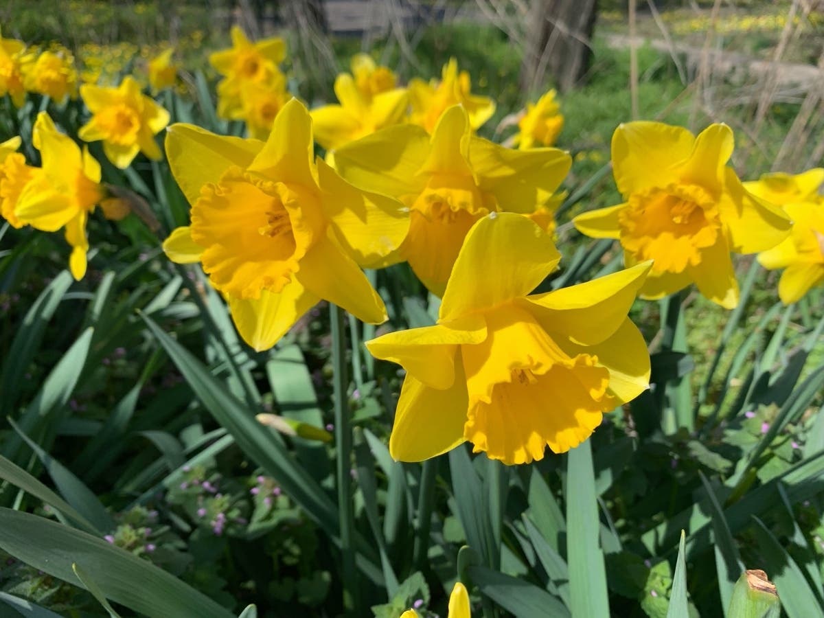 The theme of the spring cover will be "bloom where you're planted."