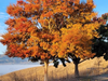 Enjoy photos of fog rolling over the Tri-Valley, and a fiery fall tree.