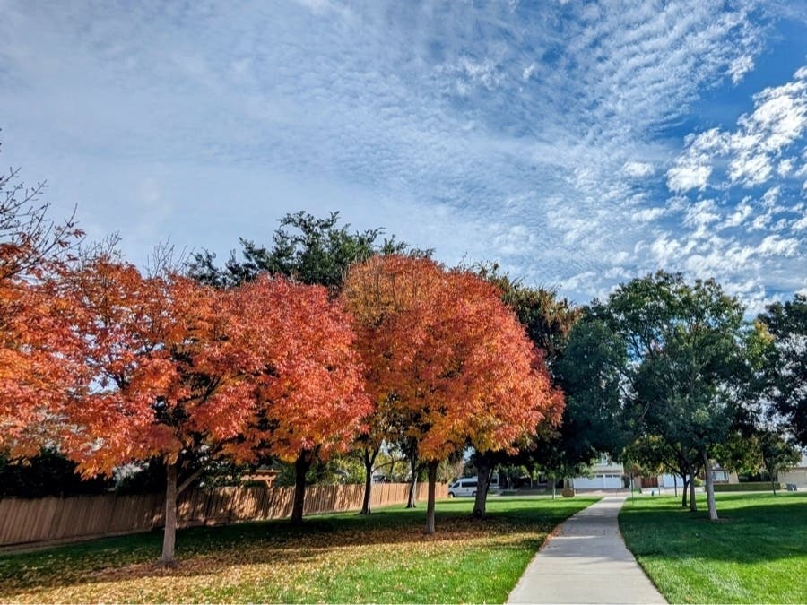 Enjoy this burst of color from Fairlands Park.