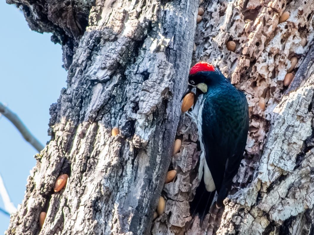 A busy woodpecker is hard at work.