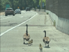 CHP officers rescued adult and baby geese strolling down the side of I-680.
