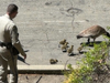 CHP officers rescued adult and baby geese strolling down the side of I-680.