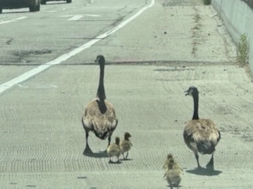 A family of geese made their way along I-680 south earlier this week.