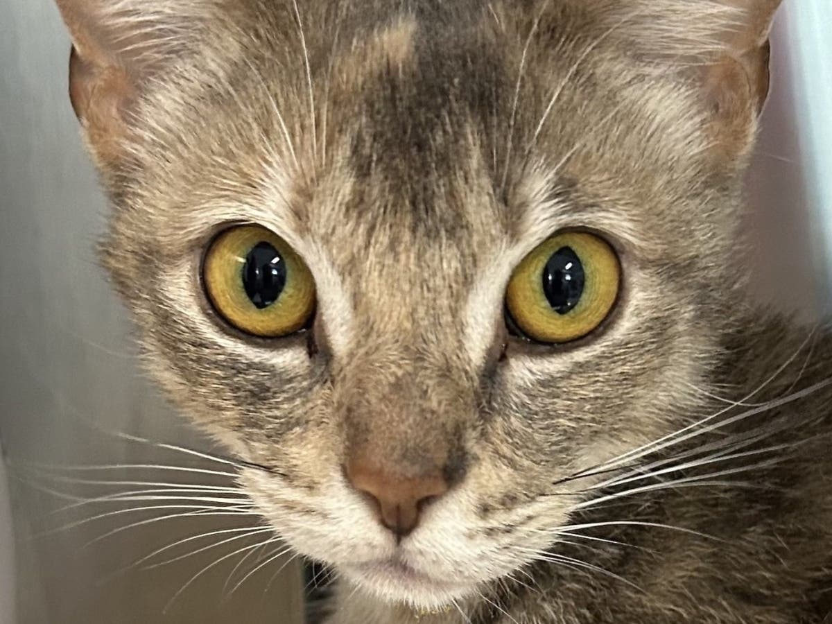 This chatty, inquisitive young adult is the first to greet you at the door, the first to weigh in on your day, and the first to claim the coziest spot in the house.