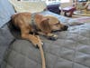 9-month-old Scrappy Doo is up for adoption.