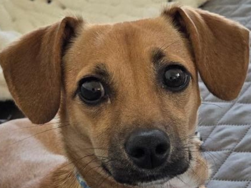 https://patch.com/img/cdn20/users/24074589/20260701/023554/styles/patch_image/public/scrappy-doo-sq___01143547304.png