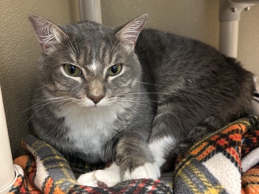 Call Valley Humane to meet Romeo.