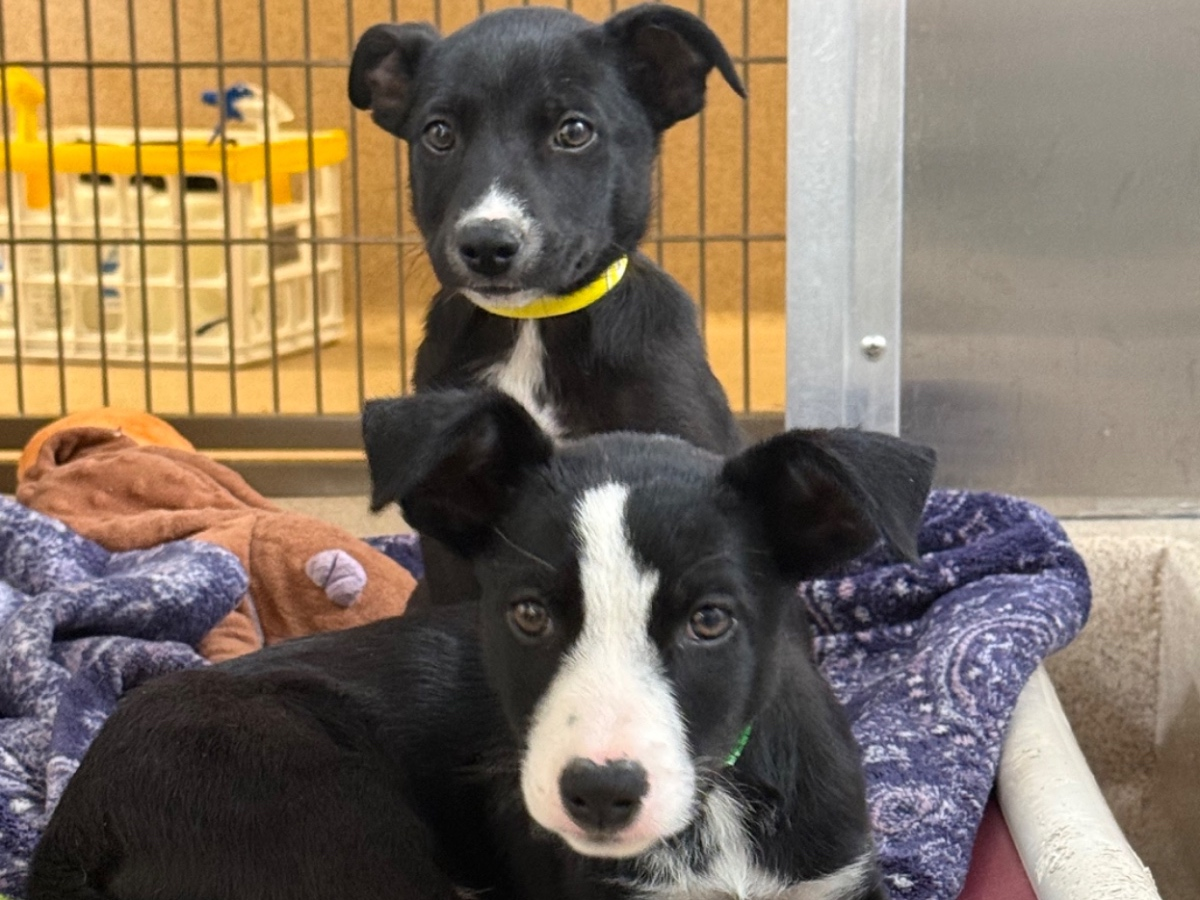 A person found 17 puppies in the parking lot. 16 of them will soon be up for adoption.