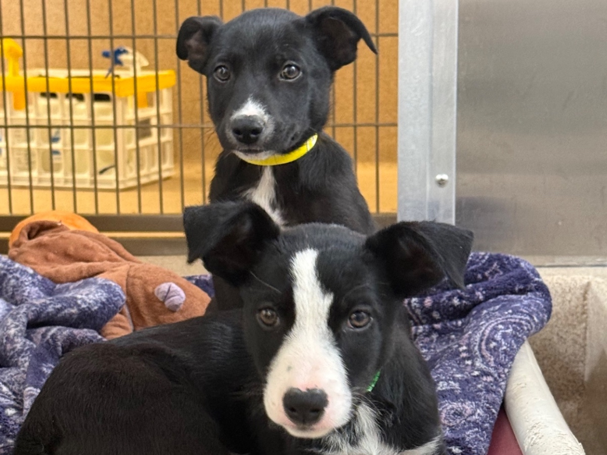 A Good Samaritan found 17 puppies in the parking lot of a Livermore Walmart. 16 were brought to the East Bay SPCA for medical care, and will soon be up for adoption.