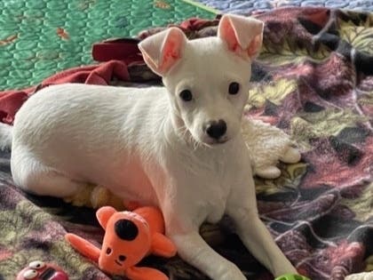 "Def Leppard is a six-month-old pup with all the swagger of an 80s hair band headliner."