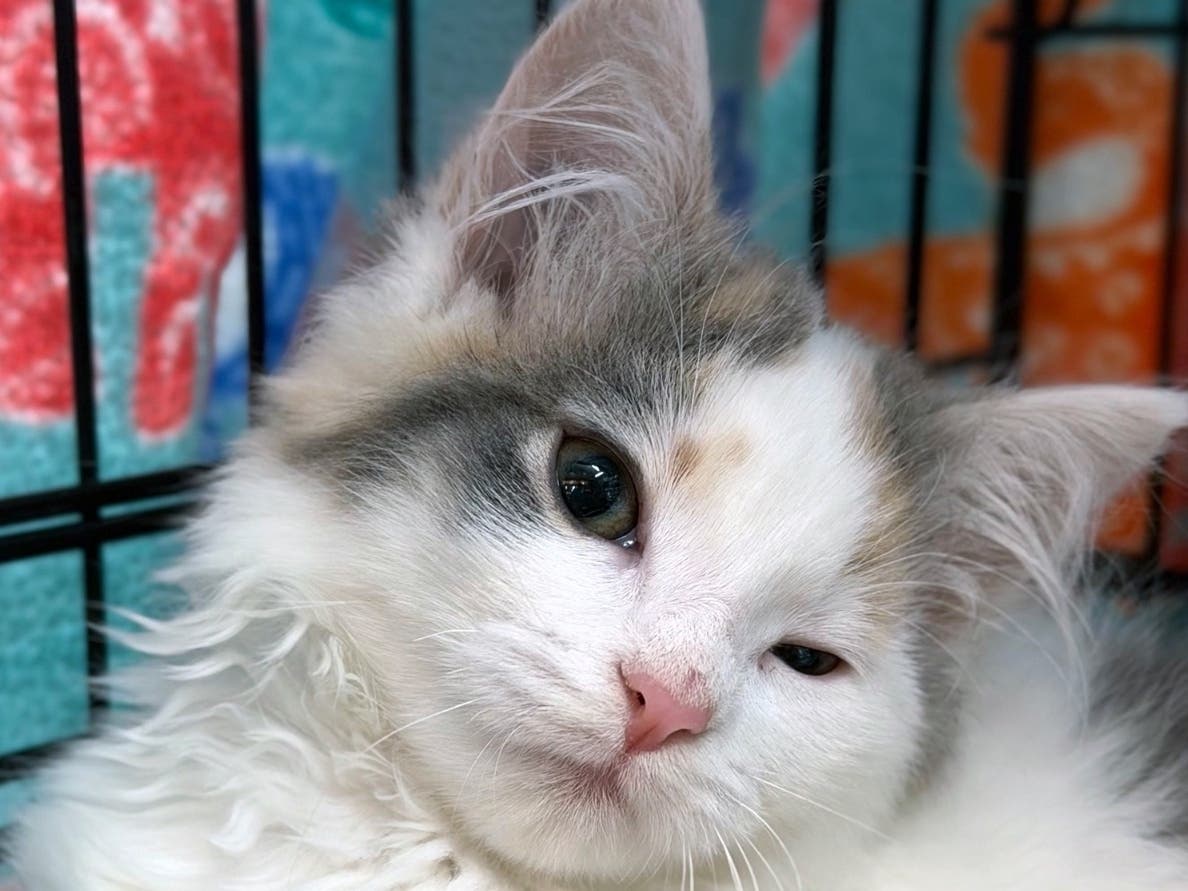 Meet Shake 'n' Bake, a four-month-old mischievous kitten up for adoption.