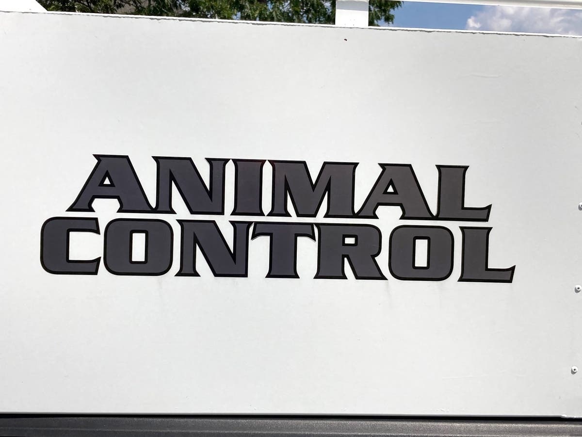 Rabid Cat Euthanized In East Bay - Patch