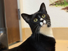 Call (925) 426-8656 or email info@valleyhumane.org to start the adoption process today.