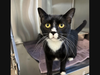 Call (925) 426-8656 or email info@valleyhumane.org to start the adoption process today.