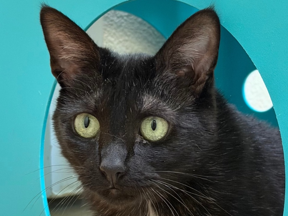 Call (925) 426-8656 or email info@valleyhumane.org to start the adoption process today.