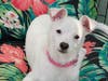 Call (925) 426-8656 or email info@valleyhumane.org to start the adoption process today.