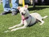 Call (925) 426-8656 or email info@valleyhumane.org to start the adoption process today.
