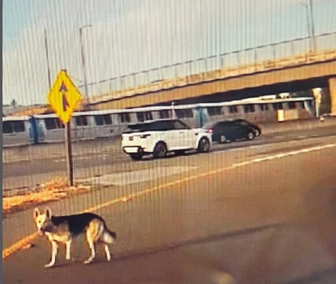 The dog was still on the loose Thursday morning after repeatedly running through traffic on east and westbound I-580.