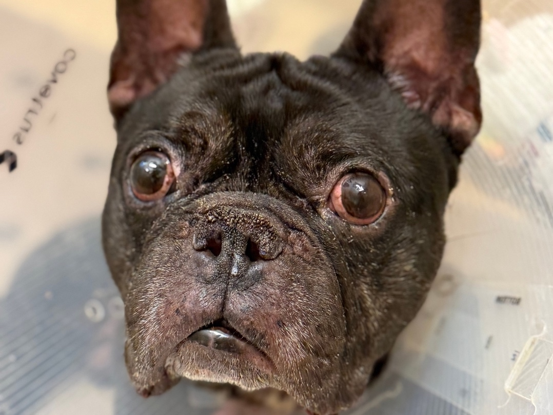 Don't let this scoop get away: visit valleyhumane.org/adopt/adopt-a-dog/, call (925) 426-8656, or email info@valleyhumane.org to start the adoption process today.