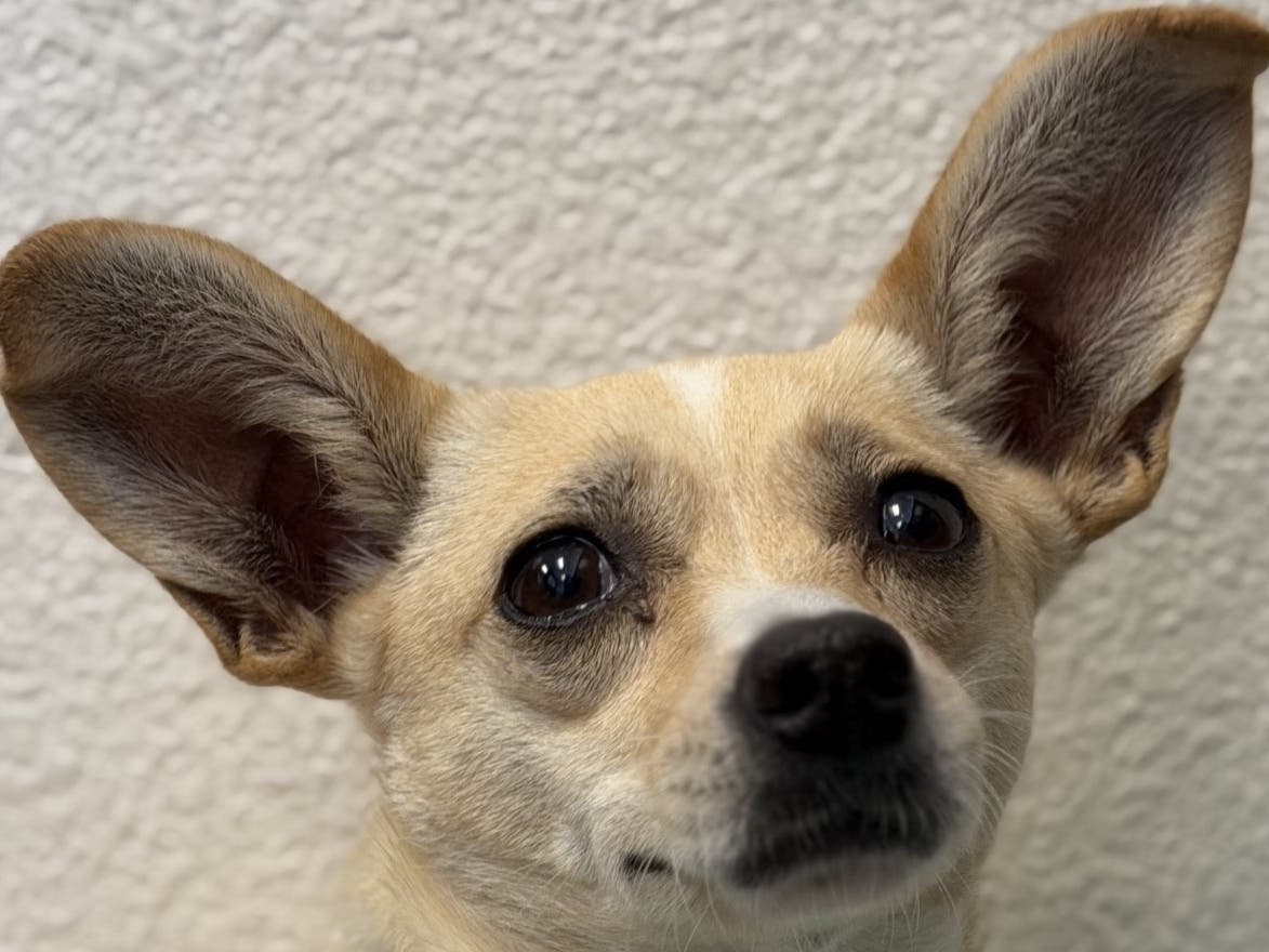 Call (925) 426-8656 or email info@valleyhumane.org to start the adoption process today, or visit https://valleyhumane.org/adopt/adopt-a-dog/