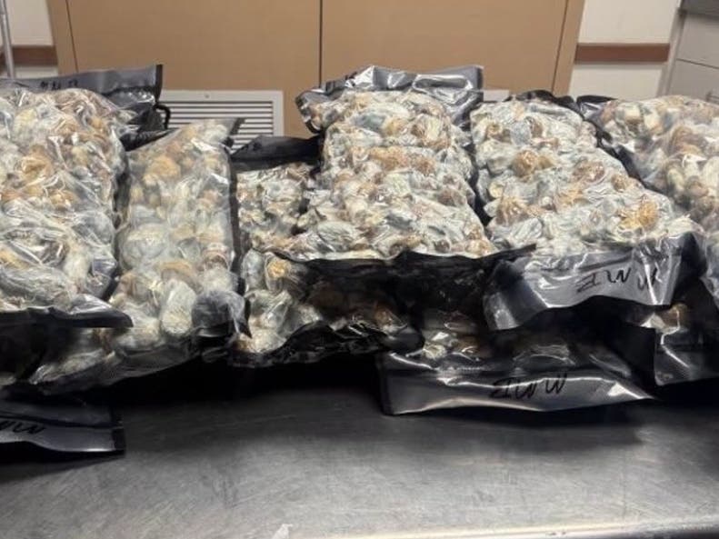 Police say they found 11 pounds of psilocybin mushrooms in a storage unit in San Ramon.