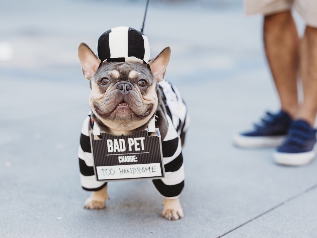 Dogs can dress up, enjoy treats, tackle an obstacle course and pose for professional photos at two Halloween events.