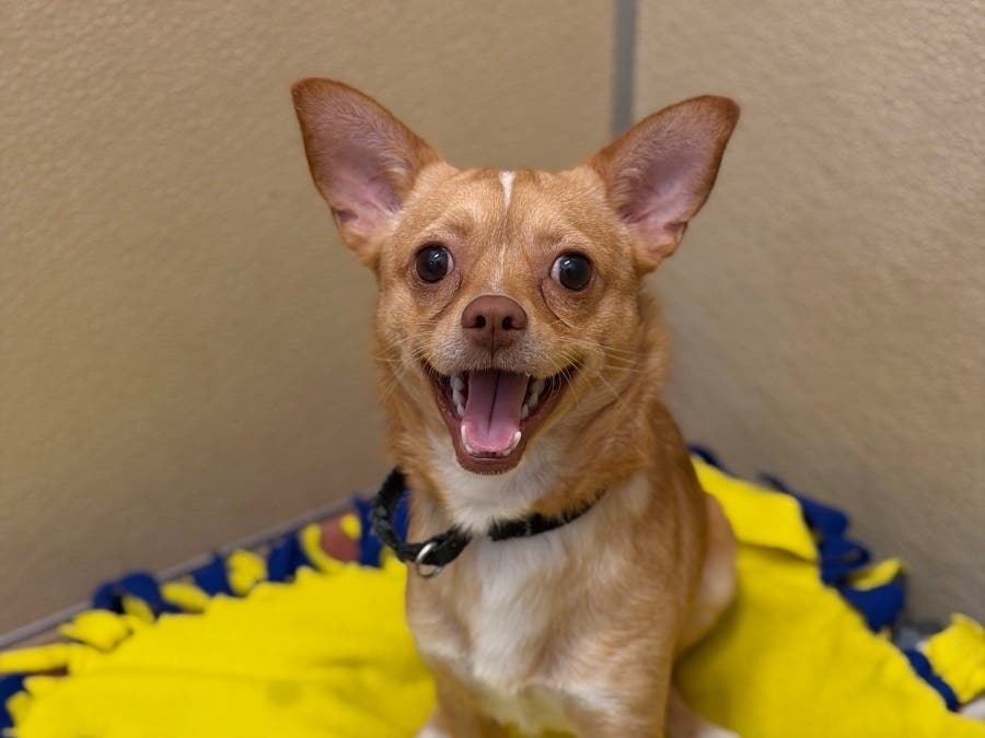 Meet Argus, a faithful dog up for adoption with Valley Humane Society.